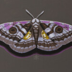 Kane Kokaris, "Moth ll", acrylic on wood panel, 4 x 6 inches, $200