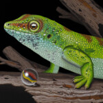 Kane Kokaris, "Mystic", acrylic on wood panel, 5 x 7 inches, $400