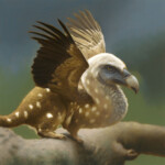 Matt Dangler, “Pygmy Griffin”, oil on board, 6 x 6 inches, $1,000