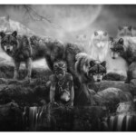 Jeff Echevarria, "The Pack", Graphite & Charcoal Powder Panpastels, Watercolor, White Gouache & Acetone, 18 x 28 inches, $3000